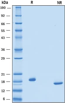 Recombinant Human Thrombopoietin (E. coli-expressed) SDS-PAGE Recombinant Human Thrombopoietin (E. coli-expressed) SDS-PAGE
