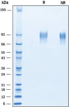 Recombinant Human TrkA His Tagged Protein SDS-PAGE