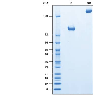 Recombinant Mouse TrkC Fc Chimera Protein SDS-PAGE