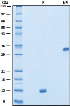 Recombinant Human VEGF-111b Protein SDS-PAGE