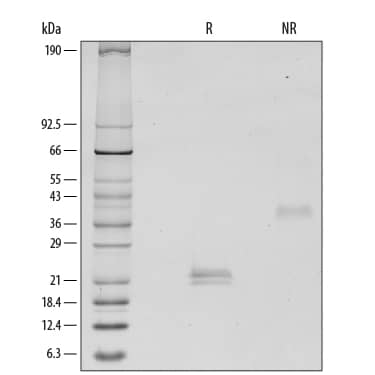 Recombinant Human VEGF 165 Protein SDS-PAGE