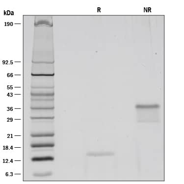Recombinant Human VEGF (aa 207-318) Protein SDS-PAGE