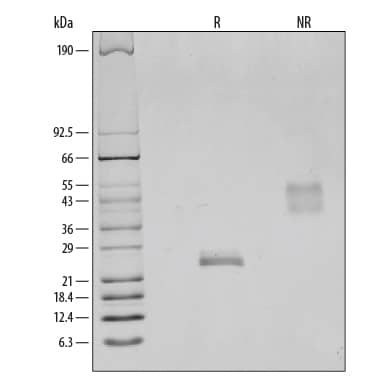 Recombinant Rat VEGF 164 Protein SDS-PAGE
