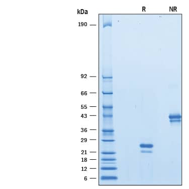 Recombinant Human VEGF 165 Avi-tag Biotinylated Protein SDS-PAGE