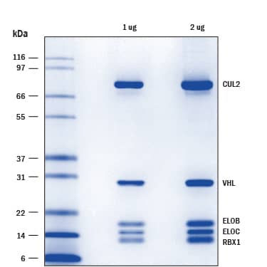 Recombinant Human Elongin B/Elongin C/VHL/CUL2/RBX1 SDS-PAGE