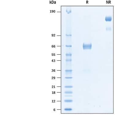 Recombinant Human VSIG3 Fc Chimera Biotinylated Protein SDS-PAGE
