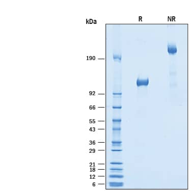 Recombinant Human TGF-beta 1 Protein 240-B-002: R&D Systems