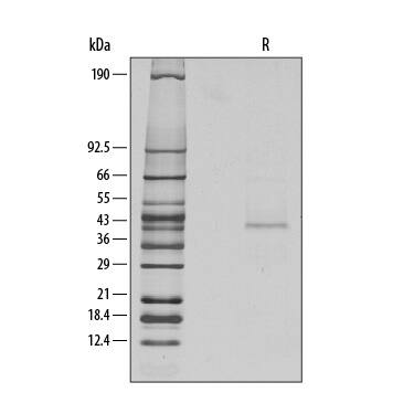 Recombinant Mouse Wnt-10b Protein SDS-PAGE