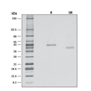 Wnt-8a Induces the Production of Alkaline Phosphatase.