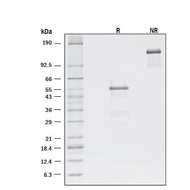 ZNRF3 Binds R-Spondin 3.