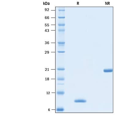 Recombinant Human BMP-4 Animal-Free Protein SDS-PAGE
