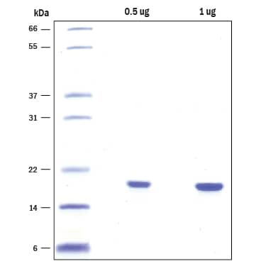 Recombinant Human alpha-Synuclein Low Endotoxin Protein SDS-PAGE