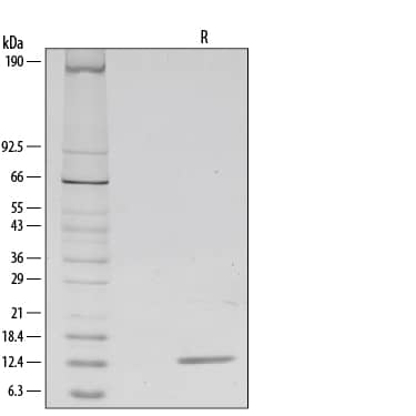 Recombinant Human beta-NGF Protein SDS-PAGE