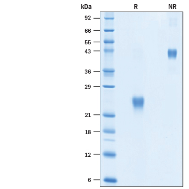 Biotinylated Recombinant Human VEGF 165 Protein SDS-PAGE