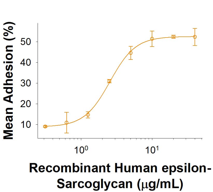 Recombinant Human epsilon-Sarcoglycan Fc Chimera Protein Bioactivity