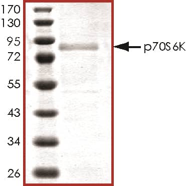 Recombinant Human Active p70 S6 Kinase Protein SDS-PAGE