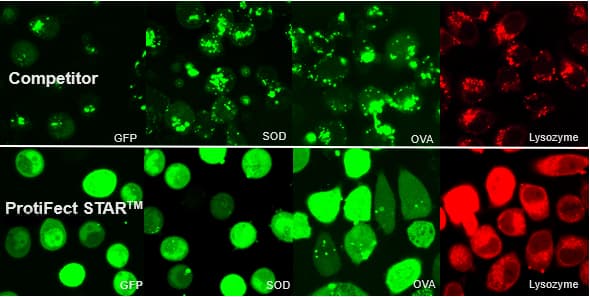 ProtiFect STAR&#8482; Protein transfection reagent applications