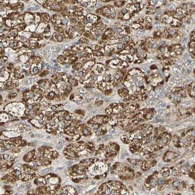 Immunohistochemistry-Paraffin: protocadherin beta 4 Antibody [NBP1-80942]