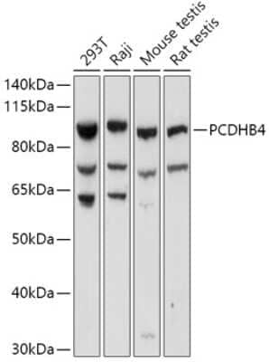 Western Blot: protocadherin beta 4 AntibodyAzide and BSA Free [NBP2-94386]