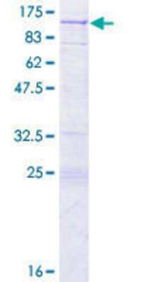 SDS-PAGE: Recombinant Human KRIT1 GST (N-Term) Protein [H00000889-P01]