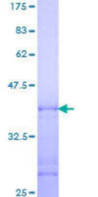 SDS-PAGE: Recombinant Human CDC2L1 GST (N-Term) Protein [H00000984-Q01]