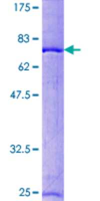 SDS-PAGE: Recombinant Human RCC1 GST (N-Term) Protein [H00001104-P01]