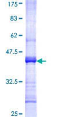 SDS-PAGE: Recombinant Human Nicotinic Acetylcholine R alpha 2/CHRNA2 GST (N-Term) Protein [H00001135-Q01]