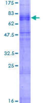 SDS-PAGE: Recombinant Human CHRNB3 GST (N-Term) Protein [H00001142-P01]