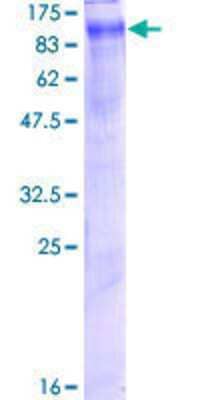 SDS-PAGE: Recombinant Human CLCN5 GST (N-Term) Protein [H00001184-P01]