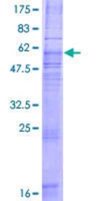 SDS-PAGE: Recombinant Human CCR8 GST (N-Term) Protein [H00001237-P01]