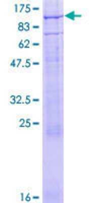 SDS-PAGE: Recombinant Human CNGA3 GST (N-Term) Protein [H00001261-P01]