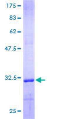 SDS-PAGE: Recombinant Human COL4A6 GST (N-Term) Protein [H00001288-P01]