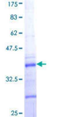 SDS-PAGE: Recombinant Human Collagen V alpha 2 GST (N-Term) Protein [H00001290-Q01]