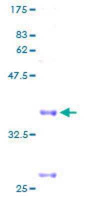 SDS-PAGE: Recombinant Human Cytochrome C Oxidase subunit 6c GST (N-Term) Protein [H00001345-P01]