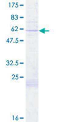 SDS-PAGE: Recombinant Human COX11 GST (N-Term) Protein [H00001353-P01]