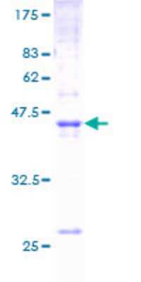 SDS-PAGE: Recombinant Human Claudin-4 GST (N-Term) Protein [H00001364-P01]