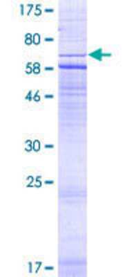 SDS-PAGE: Recombinant Human CRHR2/CRF2 GST (N-Term) Protein [H00001395-P01]