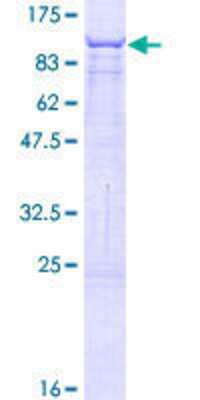 SDS-PAGE: Recombinant Human CRY2 GST (N-Term) Protein [H00001408-P01]