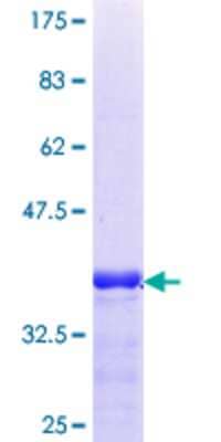 SDS-PAGE: Recombinant Human CRY2 GST (N-Term) Protein [H00001408-Q01]