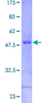 SDS-PAGE: Recombinant Human CRYBA2 GST (N-Term) Protein [H00001412-P01]