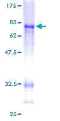 SDS-PAGE: Recombinant Human CTBP2 GST (N-Term) Protein [H00001488-P01]