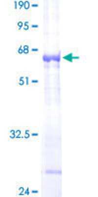 SDS-PAGE: Recombinant Human Cathepsin O GST (N-Term) Protein [H00001519-P01]