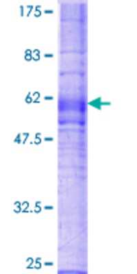 SDS-PAGE: Recombinant Human CX3CR1 GST (N-Term) Protein [H00001524-P02]