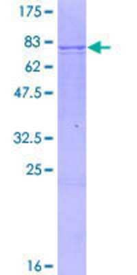 SDS-PAGE: Recombinant Human CYP3A7 GST (N-Term) Protein [H00001551-P01]