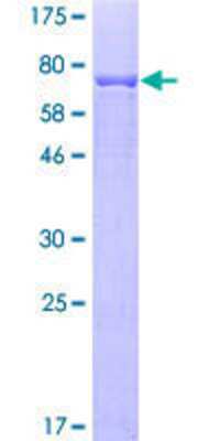 SDS-PAGE: Recombinant Human Cytochrome P450 2B6 GST (N-Term) Protein [H00001555-P01]