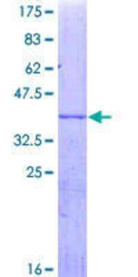 SDS-PAGE: Recombinant Human Cytochrome P450 3A4 GST (N-Term) Protein [H00001576-Q01]