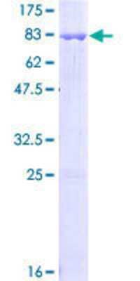 SDS-PAGE: Recombinant Human DAPK3/ZIPK GST (N-Term) Protein [H00001613-P01]