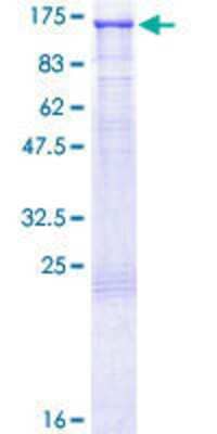 SDS-PAGE: Recombinant Human Daxx GST (N-Term) Protein [H00001616-P01]