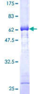 SDS-PAGE: Recombinant Human AKR1C2 GST (N-Term) Protein [H00001646-P01]