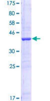 SDS-PAGE: Recombinant Human AKR1C2 GST (N-Term) Protein [H00001646-Q01]